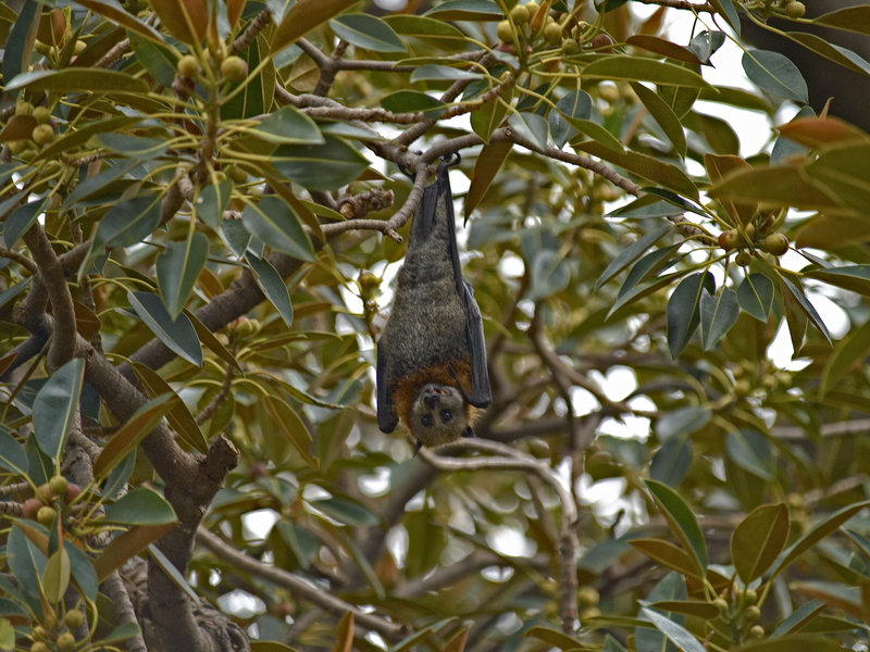 Sydney, Fruit Bat